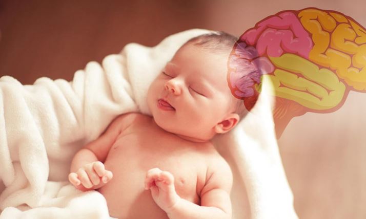 رشد مغز نوزاد