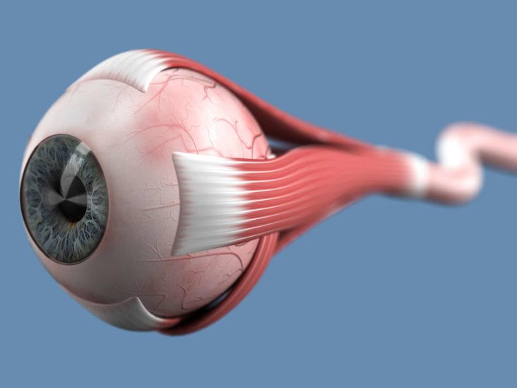 معرفی ساختار چشم و اختلالات مربوط به بینایی 3