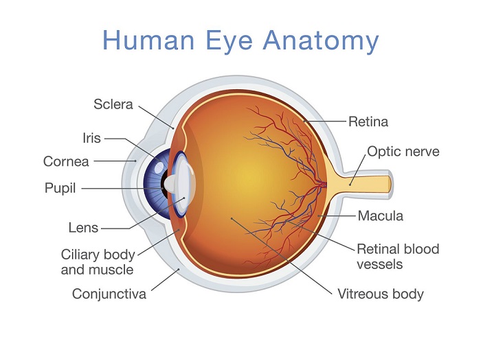 معرفی ساختار چشم و اختلالات مربوط به بینایی