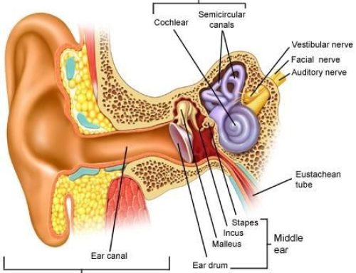 انواع بیماری‌های گوش خارجی و درمان آن‌ها 
