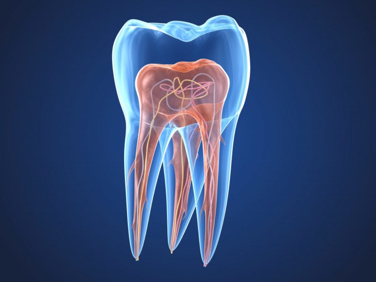 دندان از چه قسمتهایی تشکیل شده است؟